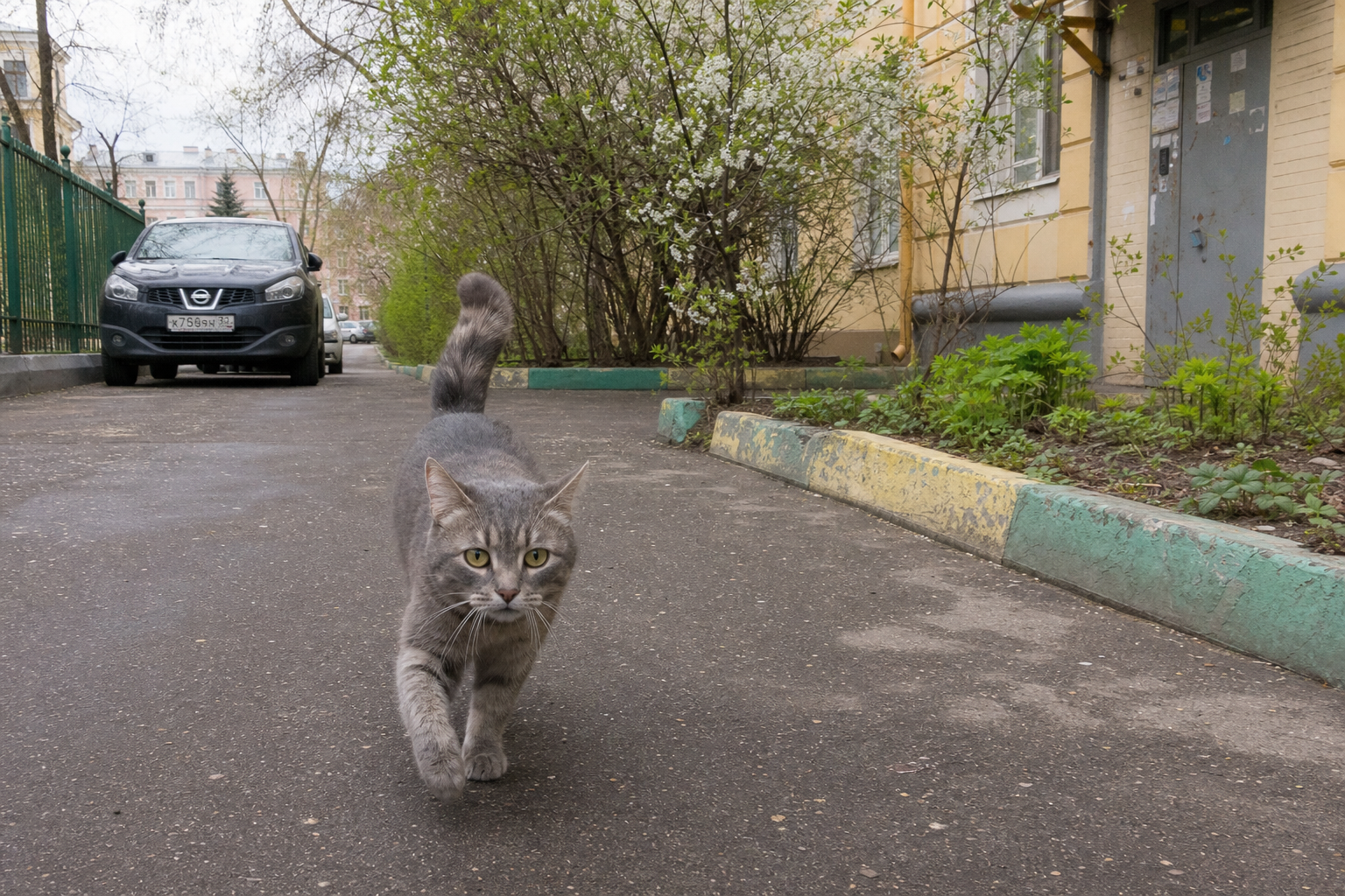 Серый кот Мартин бежит по московскому двору